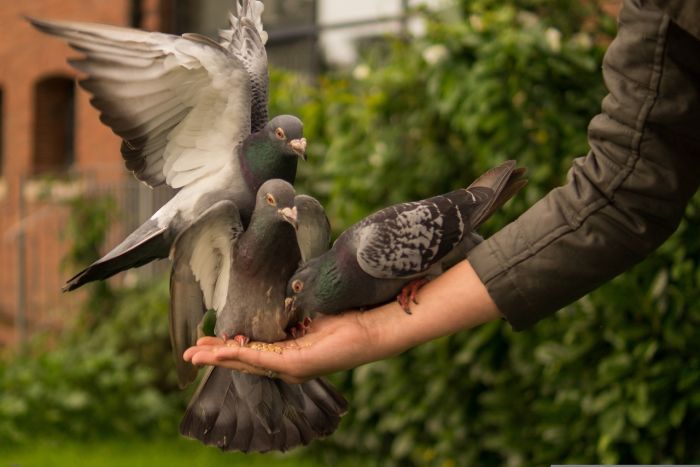 Men feeding Pigeons