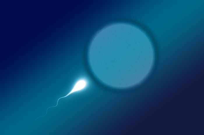 Sperm Moving to egg